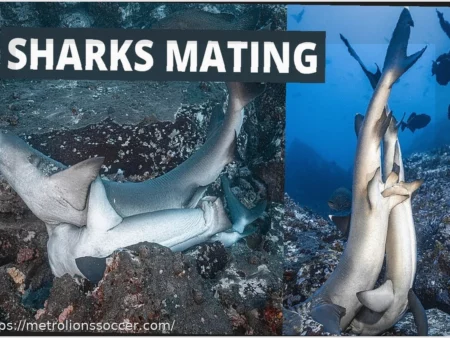 Gauff Dominates Muchova to Secure Spot in Maiden Miami Open Final